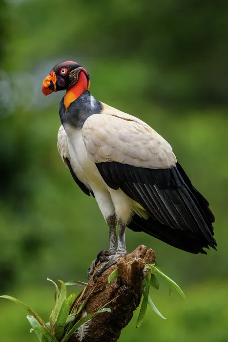 Framed Print : King vulture (Sarcoramphus papa) Vulture, Costa Rica Framed Print : King vulture (Sarcoramphus papa) Vulture, Costa Rica