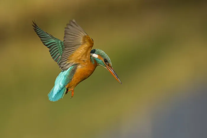 Framed Print : Kingfisher in flight ready to hunt Framed Print : Kingfisher in flight ready to hunt