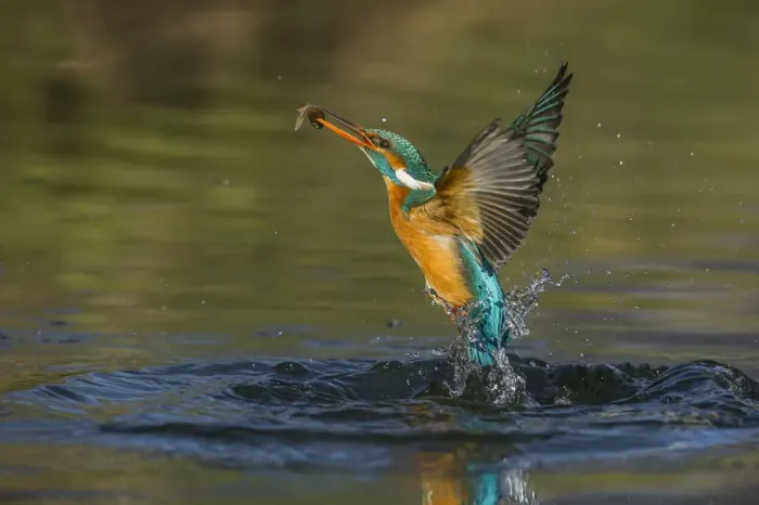 Framed Print : kingfisher jumping out of the water with the catch Framed Print : kingfisher jumping out of the water with the catch