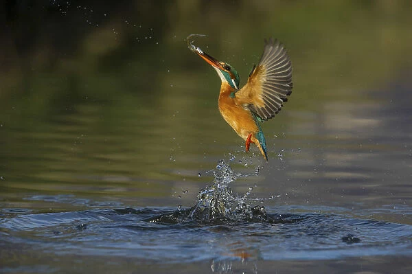 kingfisher jumping out of the water with the catch
