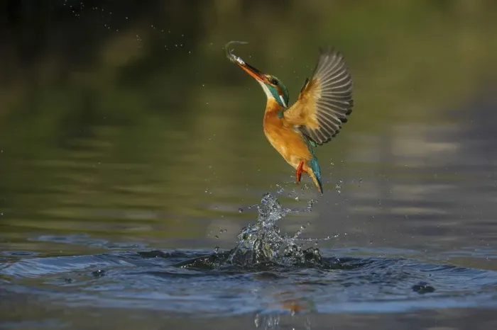 Framed Print : kingfisher jumping out of the water with the catch Framed Print : kingfisher jumping out of the water with the catch