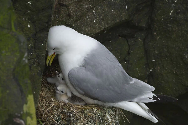 A kittiwakes with chicks on a cliff in Mykines. Faroe Islands