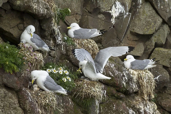 Several kittiwakes with chicks on a cliff in Mykines. Faroe Islands