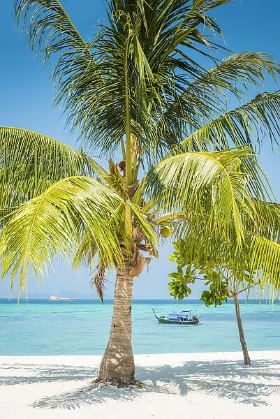 Ko Lipe, Satun Province, Thailand. Palm tree on white sand beach
