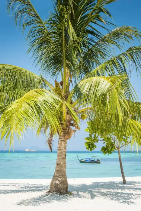 Framed Print : Ko Lipe, Satun Province, Thailand. Palm tree on white sand beach Framed Print : Ko Lipe, Satun Province, Thailand. Palm tree on white sand beach