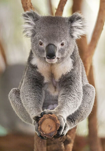 Koala (Phascolarctos Cinereous) sitting on Eucalyptus tree branch, Brisbane, Queensland