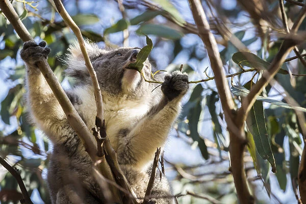 Koala (Phascolarctos cinereus), Hanson Bay Wildlife Sanctuary, Kangaroo Island