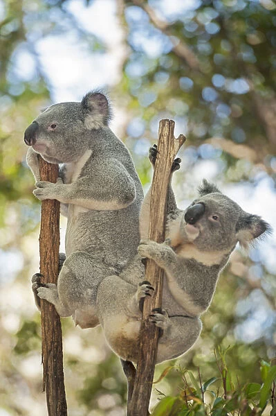 Koalas (Phascolarctos Cinereous) climbing, Lone Pine Koala Sanctuary, Brisbane, Queensland