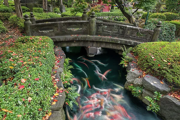 Koi Pond & Stone Bridge, Tokyo, Japan