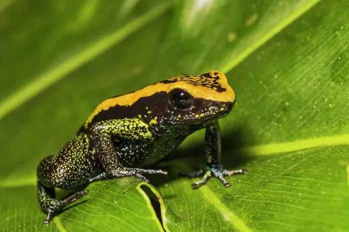 Framed Print : Kokoe Poison Frog (Phyllobates aurotaenia) - captive bred