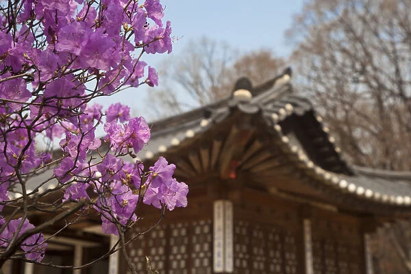 Korea, Seoul, Changdeokgung Palace, Cherry blossom at Changgyeongggung Palace