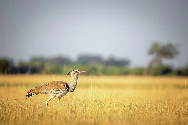Kori Bustard, Okavango Delta, Botswana
