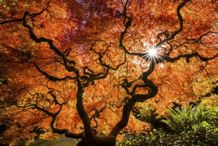 Framed Print : Kubota Japanese Garden in Autumn, Seattle, Washington, USA