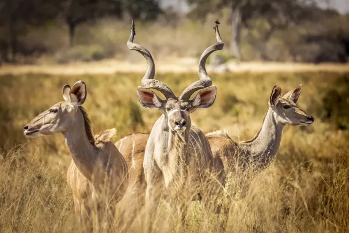 Framed Print : Kudu Family, Okavango Delta, Botswana Framed Print : Kudu Family, Okavango Delta, Botswana