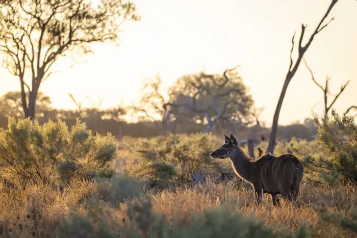 Framed Print : Kudu, Moremi Game Reserve, Botswana