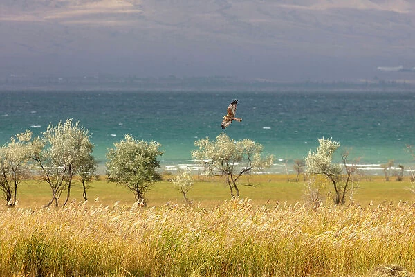 Kyrgyzstan, Issyk Kul Lake, a bird of prey flies by the turquoise lake