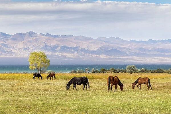 Kyrgyzstan, Issyk Kul Lake, horses graze near the lake