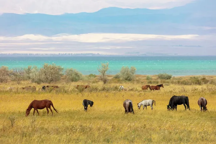 Framed Print : Kyrgyzstan, Issyk Kul Lake, horses graze near the lake Framed Print : Kyrgyzstan, Issyk Kul Lake, horses graze near the lake