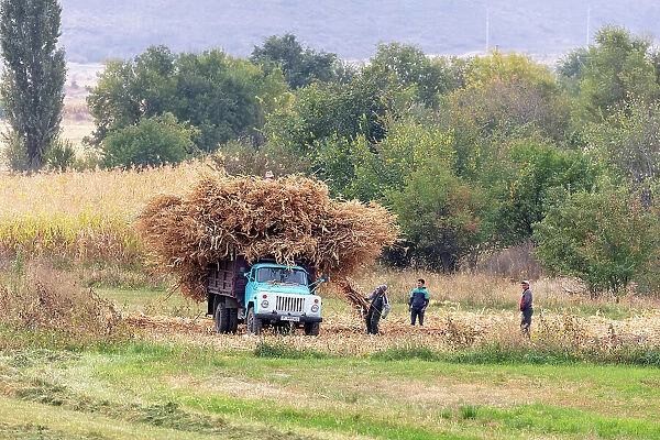 Kyrgyzstan, Issyk Kul Lake, men load up a lorry with maize stalks