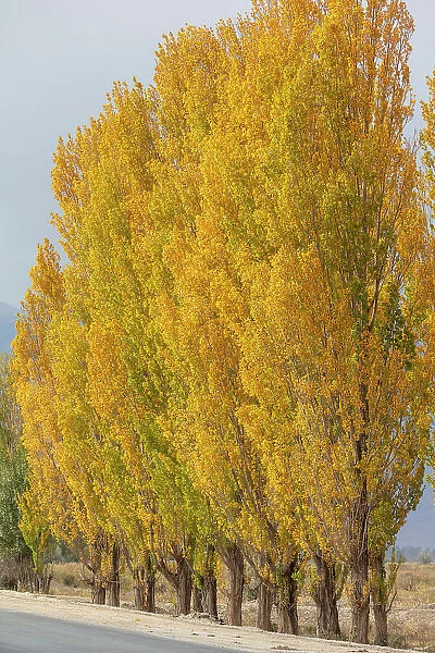 Kyrgyzstan, Issyk Kul Lake, a row of poplar trees in the autumn
