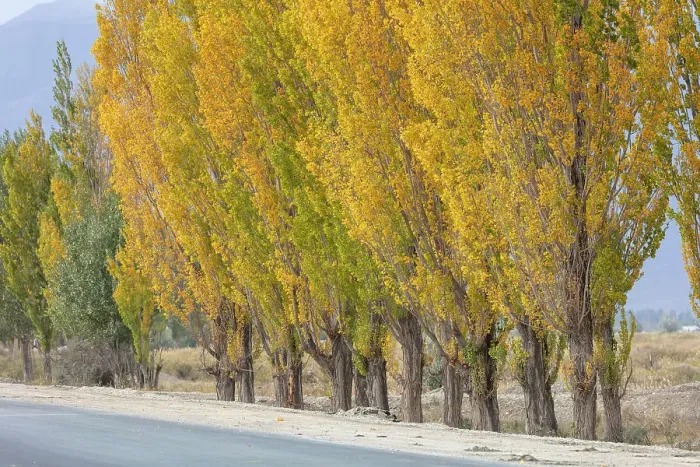 Framed Print : Kyrgyzstan, Issyk Kul Lake, a row of poplar trees in the autumn
