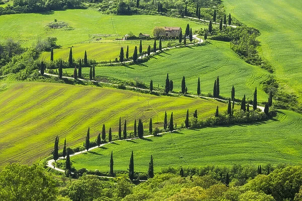 La foce winding road lined with Cypress trees, Val d Orcia, Tuscany, Italy