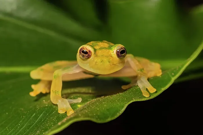 Framed Print : La Palma Glass Frog (Hyalinobatrachium valerioi) - captive bred, Ontario, Canada