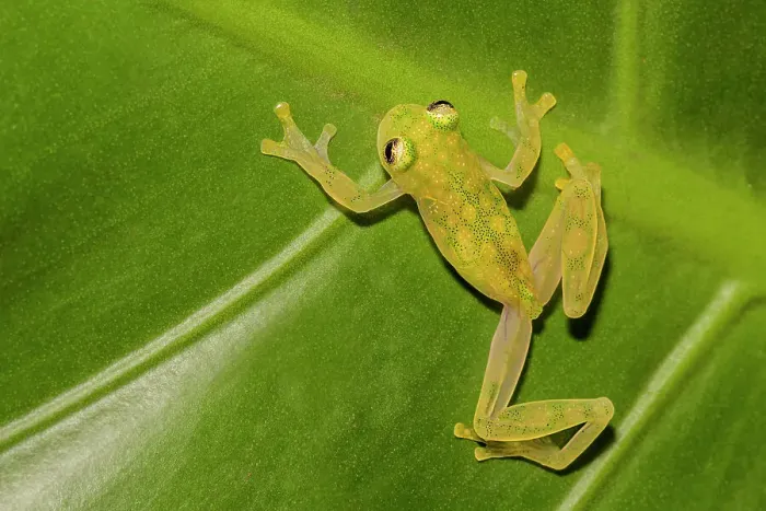 Framed Print : La Palma Glass Frog (Hyalinobatrachium valerioi) is a tree frog endemic to Costa Rica - captive bred