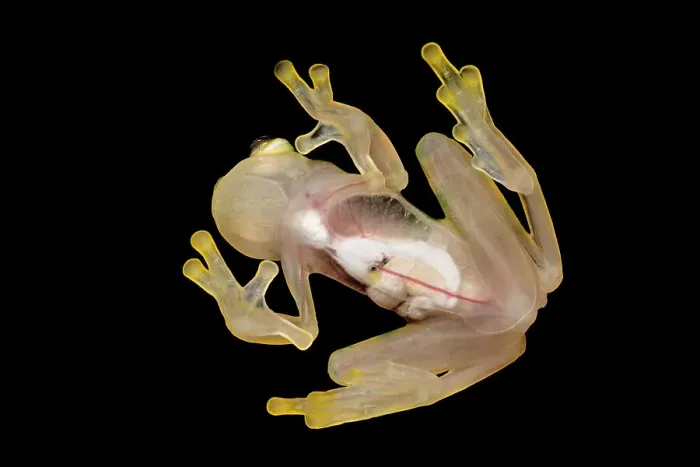 Framed Print : La Palma Glass Frog (Hyalinobatrachium valerioi) is a tree frog endemic to Costa Rica - captive bred