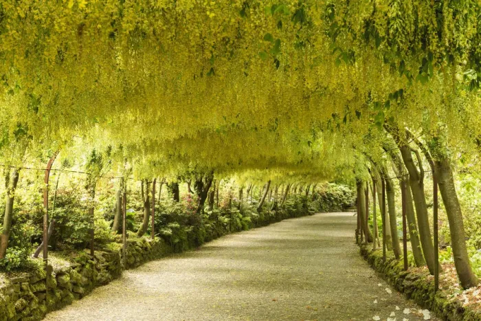 Framed Print : Laburnam Arch, Bodnant Gardens, near Tal-y-Cafn, Conwy, Wales Framed Print : Laburnam Arch, Bodnant Gardens, near Tal-y-Cafn, Conwy, Wales