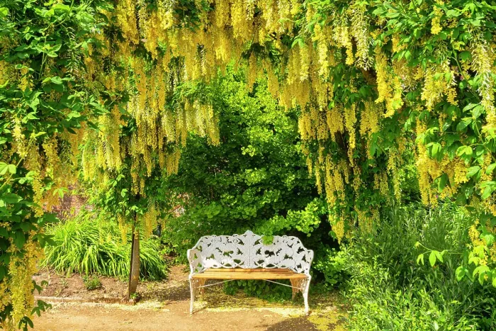 Framed Print : Laburnum Framing Bench, Bowood House & Gardens, Derry Hill, Calne, Wiltshire, England Framed Print : Laburnum Framing Bench, Bowood House & Gardens, Derry Hill, Calne, Wiltshire, England