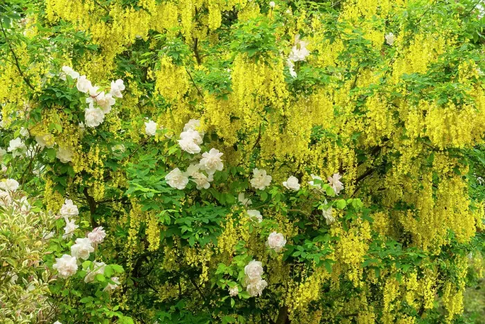 Framed Print : Laburnum & Roses, Norwich, Norfolk, England Framed Print : Laburnum & Roses, Norwich, Norfolk, England