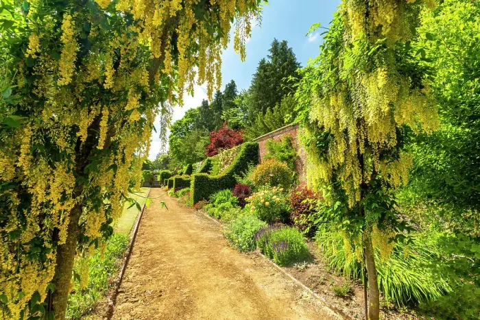 Framed Print : Laburnum in Walled Garden, Bowood House & Gardens, Derry Hill, Calne, Wiltshire, England Framed Print : Laburnum in Walled Garden, Bowood House & Gardens, Derry Hill, Calne, Wiltshire, England