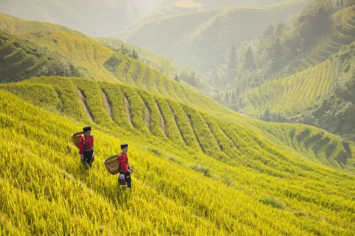 Framed Print : Ladies of the Yao minority in the field, the Dragons Backbone, Longji Rice Terraces Framed Print : Ladies of the Yao minority in the field, the Dragons Backbone, Longji Rice Terraces