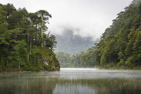 Lago del Toro amidst green Araucaria trees, Huerquehue National Park, Pucon, Araucania
