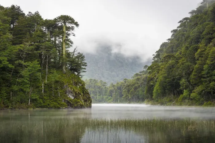 Framed Print : Lago del Toro amidst green Araucaria trees, Huerquehue National Park, Pucon, Araucania Framed Print : Lago del Toro amidst green Araucaria trees, Huerquehue National Park, Pucon, Araucania