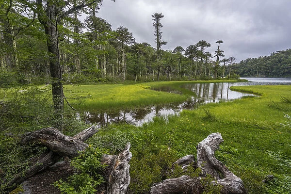 Lago del Toro amidst green Monkey Puzzle trees, Huerquehue National Park, Pucon, Araucania