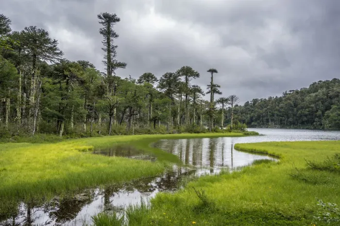 Framed Print : Lago del Toro amidst green Monkey Puzzle trees, Huerquehue National Park, Pucon, Araucania Framed Print : Lago del Toro amidst green Monkey Puzzle trees, Huerquehue National Park, Pucon, Araucania