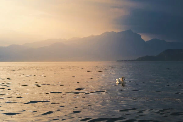 lake Garda view with a swan floating on the surface of water. during sunset. Lazise, Garda lake, Veneto, Italy