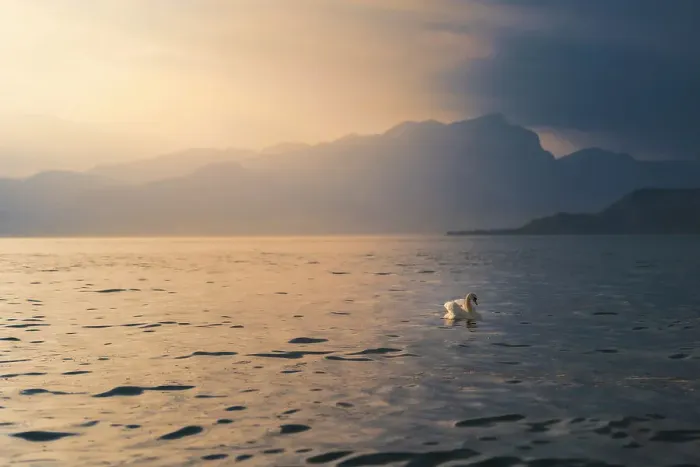 Framed Print : lake Garda view with a swan floating on the surface of water. during sunset. Lazise, Garda lake, Veneto, Italy Framed Print : lake Garda view with a swan floating on the surface of water. during sunset. Lazise, Garda lake, Veneto, Italy