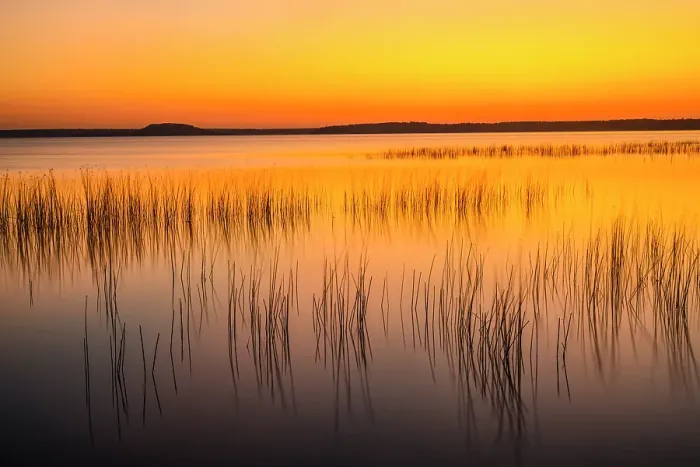 Framed Print : Lake Mindemoya reed beds at sunset, Manitoulin Island- Mindemoya, Ontario, Canada Framed Print : Lake Mindemoya reed beds at sunset, Manitoulin Island- Mindemoya, Ontario, Canada
