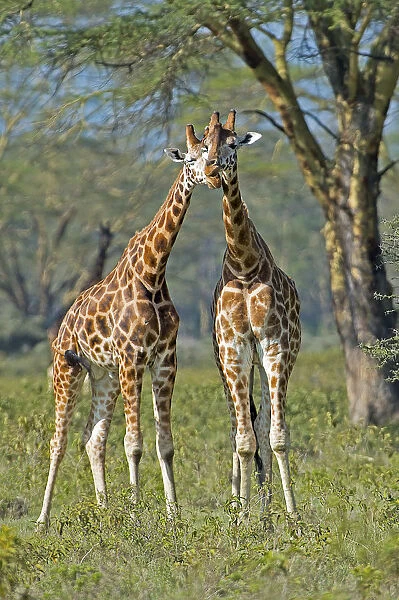 Lake Nakuru, Kenya, Africa Gestures of affection between two young giraffes