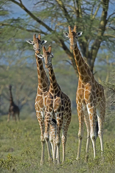 Lake Nakuru Park, Kenya, Africa Three giraffes filming in park Lake Nakuru in Kenya