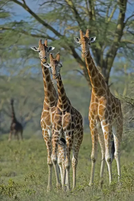 Framed Print : Lake Nakuru Park, Kenya, Africa Three giraffes filming in park Lake Nakuru in Kenya Framed Print : Lake Nakuru Park, Kenya, Africa Three giraffes filming in park Lake Nakuru in Kenya
