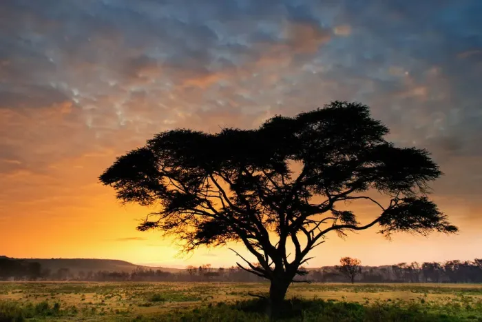 Framed Print : Lake Nakuru Park, Kenya, Africa The silhouette of an acacia at dawn Framed Print : Lake Nakuru Park, Kenya, Africa The silhouette of an acacia at dawn