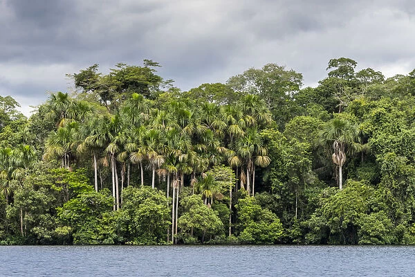 Lake Sandoval and Aguaje palms, Tambopata National Reserve, Puerto Maldonado, Madre