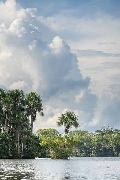 Lake Sandoval and Aguaje palms at Tambopata National Reserve against cloudy sky, Puerto