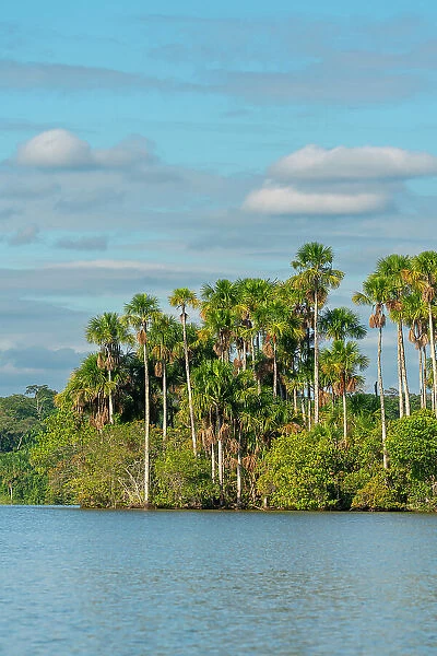 Lake Sandoval and Aguaje palms, Tambopata National Reserve, Puerto Maldonado, Madre de Dios, Peru