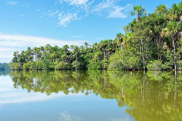Lake Sandoval and Aguaje palms, Tambopata National Reserve, Puerto Maldonado, Madre de Dios, Peru