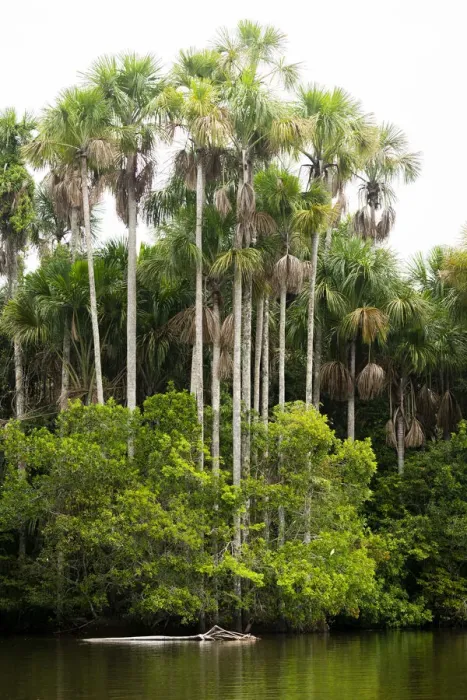 Framed Print : Lake Sandoval and Aguaje palms, Tambopata National Reserve, Puerto Maldonado, Madre Framed Print : Lake Sandoval and Aguaje palms, Tambopata National Reserve, Puerto Maldonado, Madre